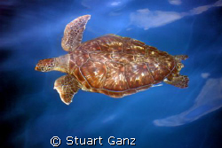 I took this picture while standing on Queen Scuba's dive ... by Stuart Ganz 